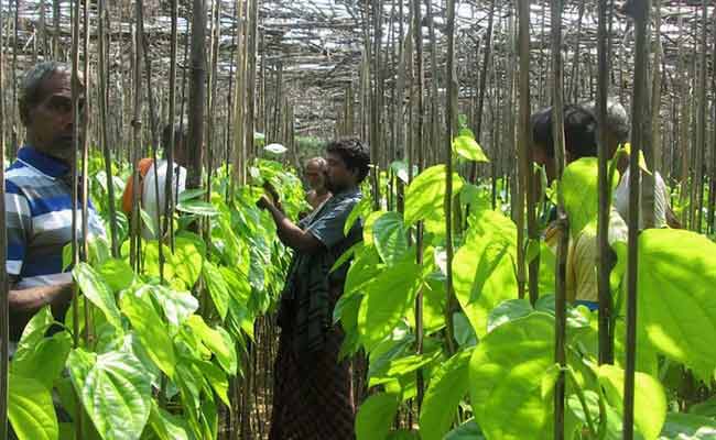 ଶ୍ରମିକ ଦିବସ ପୂର୍ବରୁ ବଢ଼ିଲା ସବୁ ବର୍ଗର ଶ୍ରମିକଙ୍କ ମଜୁରୀ…!