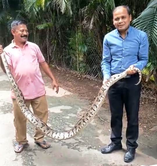 ଏକ ବଡ ଅଜଗର ଉଦ୍ଧାର…!