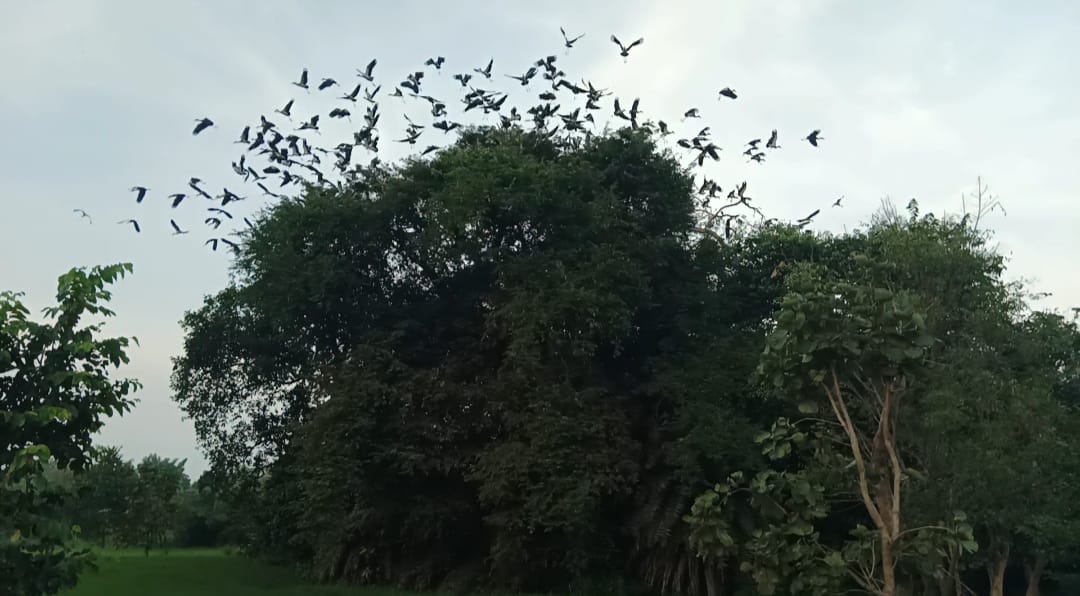 ପକ୍ଷୀ ପ୍ରେମୀ ଗାଁ ବୋରଭଟା, ସୁରକ୍ଷା ଦେଉଛନ୍ତି ଯୁବ ଗୋଷ୍ଠୀ…!